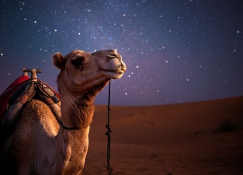 Observation des étoiles lors d'un safari en jeep à Hurghada