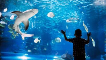 Billet d'entrée au Grand Aquarium d'Hurghada avec transfert privé